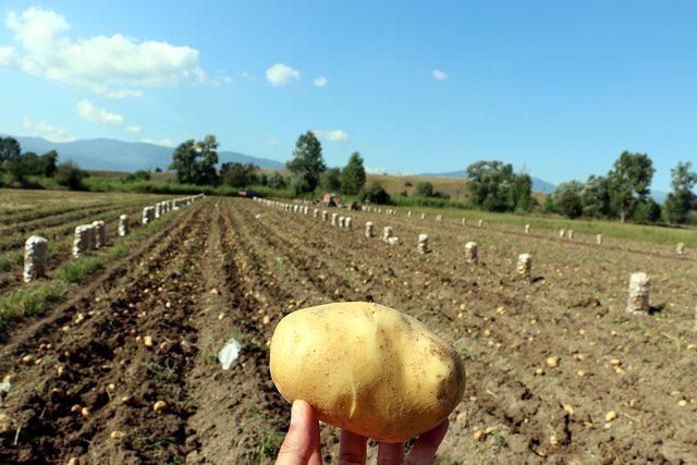 Bolu'da patates hasadı başladı