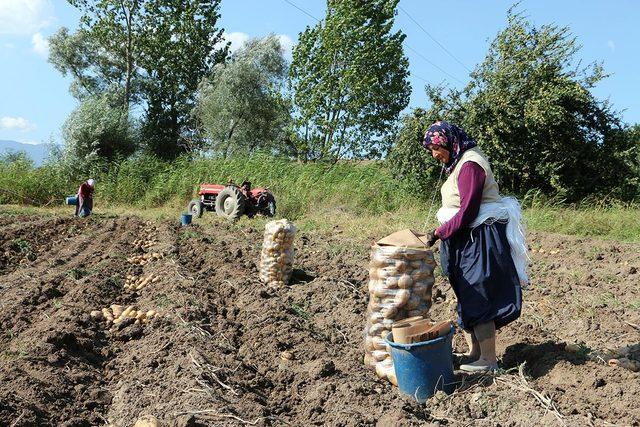 Bolu'da patates hasadı başladı