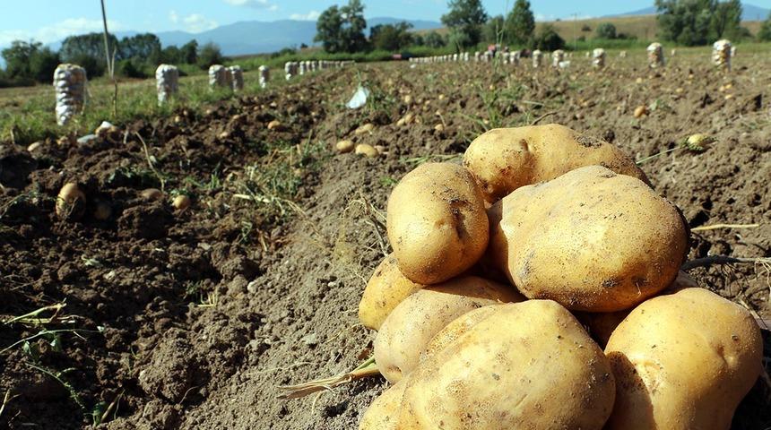 Bolu'da patates hasadı başladı