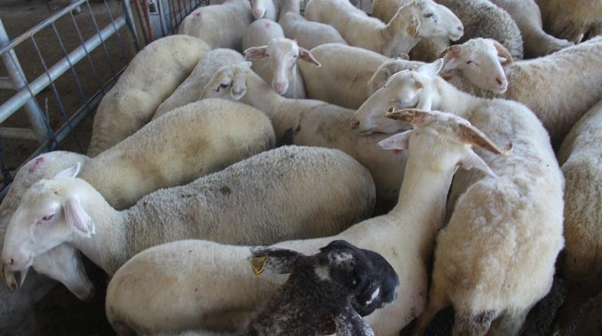 Afyonkarahisar k&uuml;&ccedil;&uuml;kbaş hayvan sayısında Ege&rsquo;de 1&rsquo;inci sırada