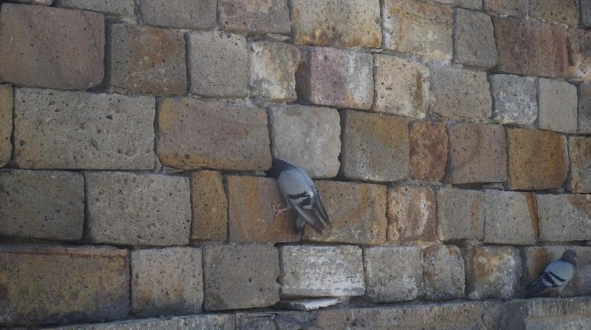 Kervansaray duvarına sıkışan güvercin kurtarıldı