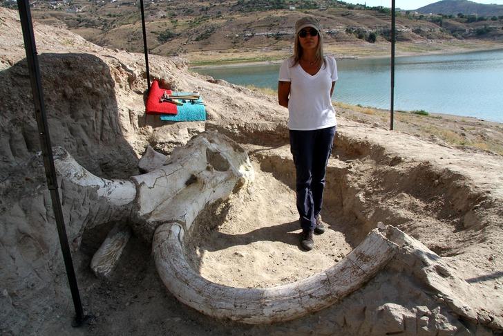 Kayseri'de 7,5 milyon yıllık dev fosil bulundu G1