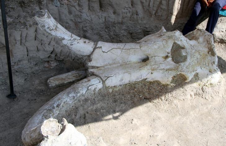 Kayseri'de 7,5 milyon yıllık dev fosil bulundu G4