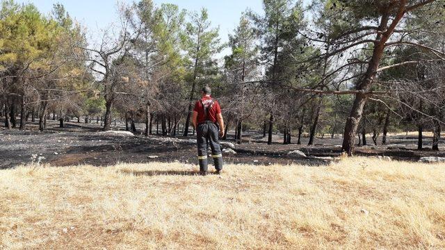 Karadağ Ormanlık alanda yangın paniği