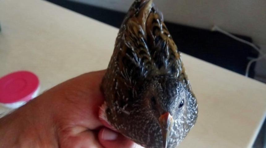 Yaralı bıldırcın kılavuzu kuşu tedavi altına alındı