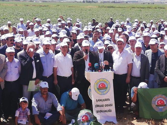 Başkan Şahan’dan pamuk açıklaması