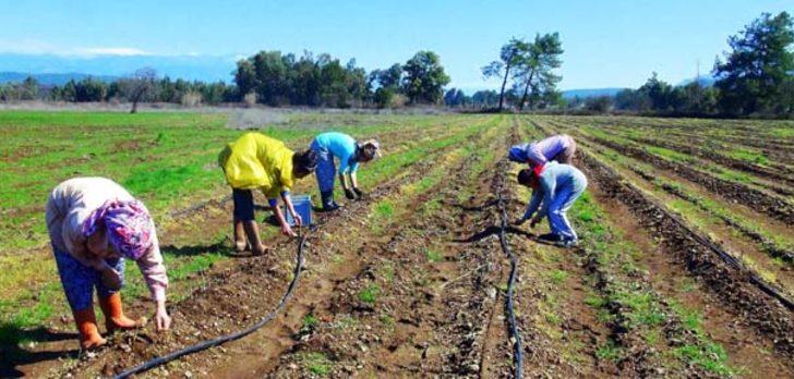 ODTÜ’lü Aslı Aksoy, Türkiye’nin 2. büyük kuşkonmaz üreticisi oldu G3