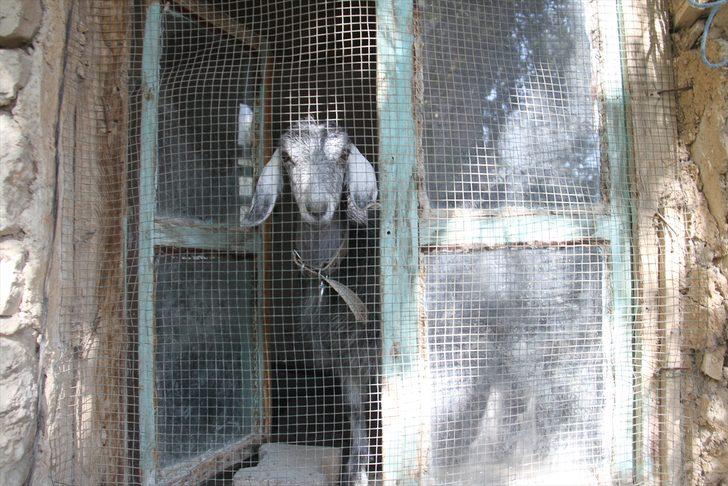 Sevimli oğlak sahibine yol arkadaşı oldu G1