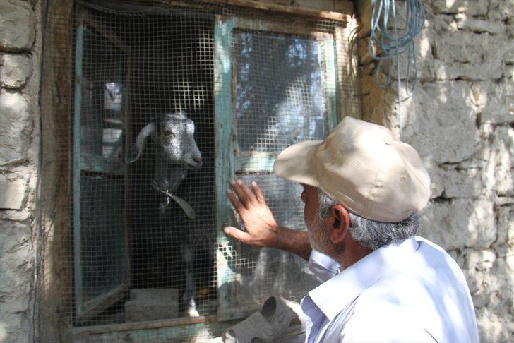 Sevimli oğlak sahibine yol arkadaşı oldu G2
