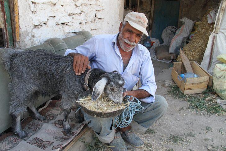 Sevimli oğlak sahibine yol arkadaşı oldu G3