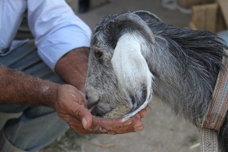 Sevimli oğlak sahibine yol arkadaşı oldu G5