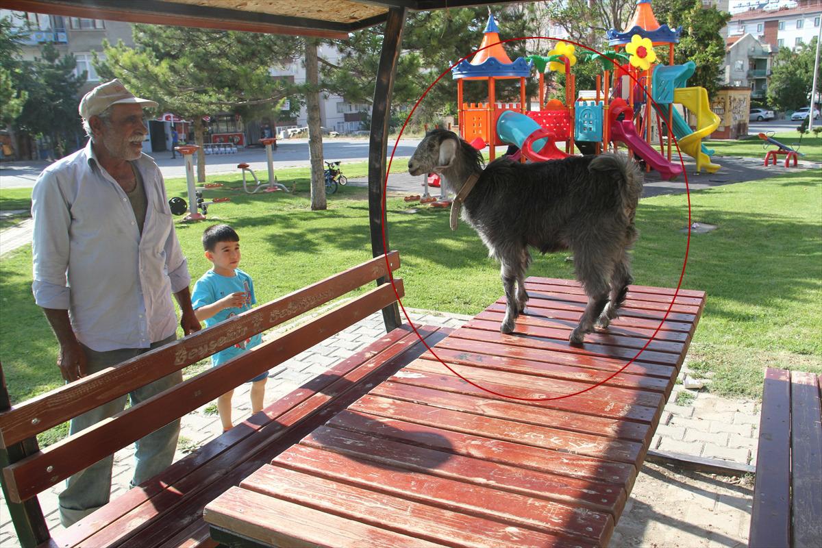 Sevimli oğlak sahibine yol arkadaşı oldu