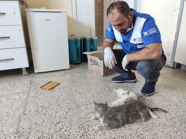 Hakkari’de aracın çarptığı anne kedi tedavi altına alındı