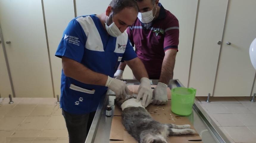 Hakkari&rsquo;de aracın &ccedil;arptığı anne kedi tedavi altına alındı