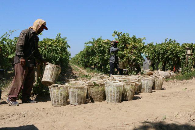 Tarım işçileri üzüm bağlarında 40 derece sıcakla mücadele ediyor