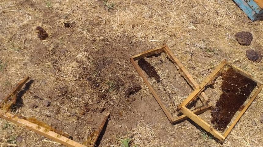 Ayılar, 8 arı kovanını parçaladı