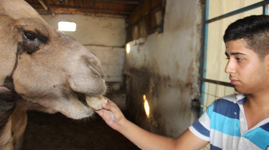 Lise öğrencisi tatilini develere ayırdı