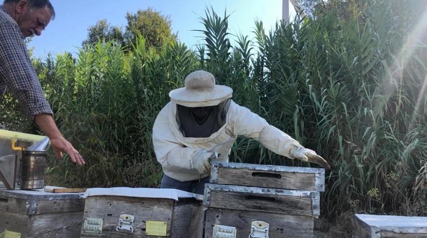 Rüzgar enerji santralinde doğal bal üretimi