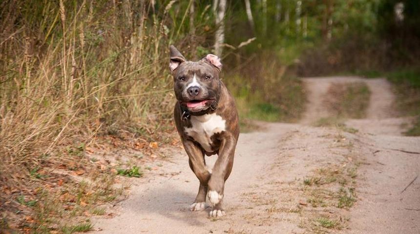 Ankara'da 4 kişiyi yaralamıştı! Savcılık pitbull cinsi köpeği silah saydı