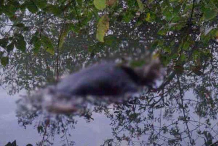 Cesetleri bir gün arayla aynı derede bulunmuştu... Detaylar ortaya çıktı G1