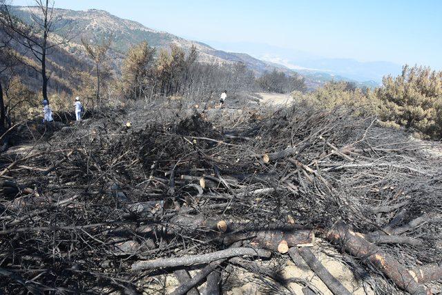 İzmir'de yanan ormanlar için bağış kampanyası başlatıldı