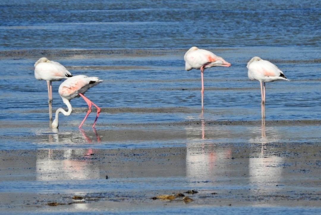 Ala&ccedil;atı&rsquo;ya Kuş G&ouml;zlem Parkuru yapılacak