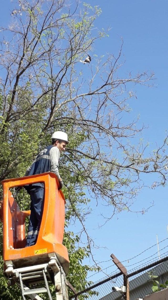 Diyarbakır’da ağaca takılan kumruyu Dicle Elektrik ekipleri kurtardı