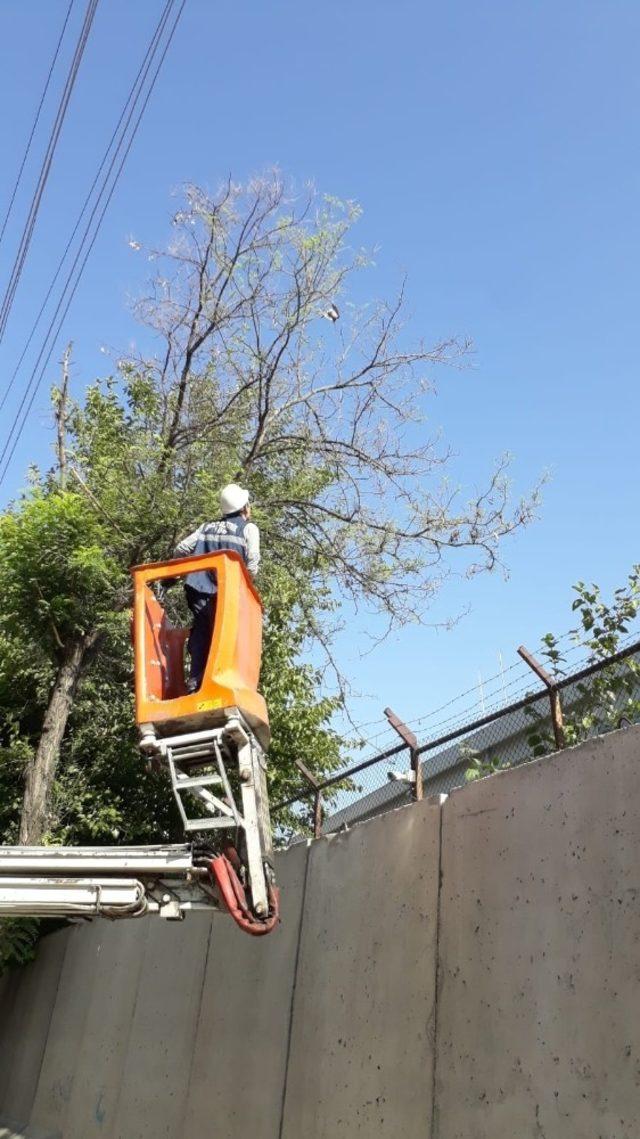 Diyarbakır’da ağaca takılan kumruyu Dicle Elektrik ekipleri kurtardı