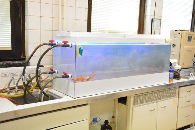 Bursa'nın içme suyu Japon balıkları ile test ediliyor