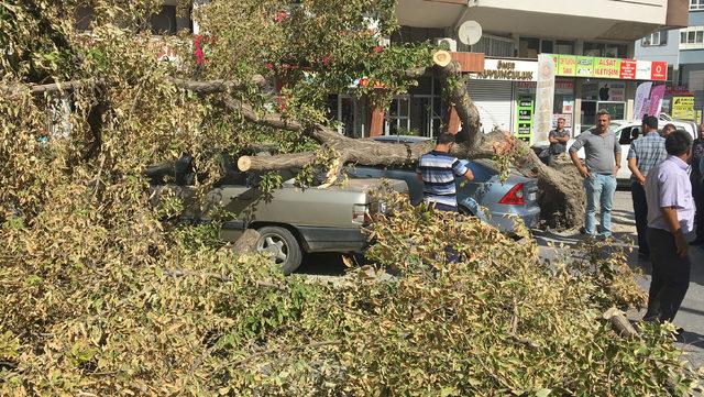 TIR'ın çarptığı ağaç, park halindeki otomobillerin üzerine devrildi