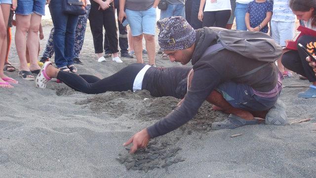 Samandağ'da yavru kaplumbağaların denize yolculuğu başladı