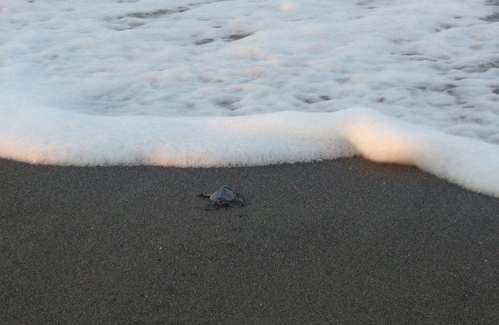 Samandağ'da yavru kaplumbağaların denize yolculuğu başladı