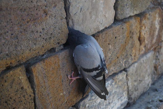 Kervansarayın duvarına sıkışan güvercini itfaiye kurtardı