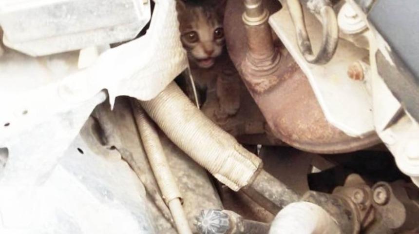Burhaniye&rsquo;de otomobilin motoruna giren kediyi itfaiye &ccedil;ıkardı