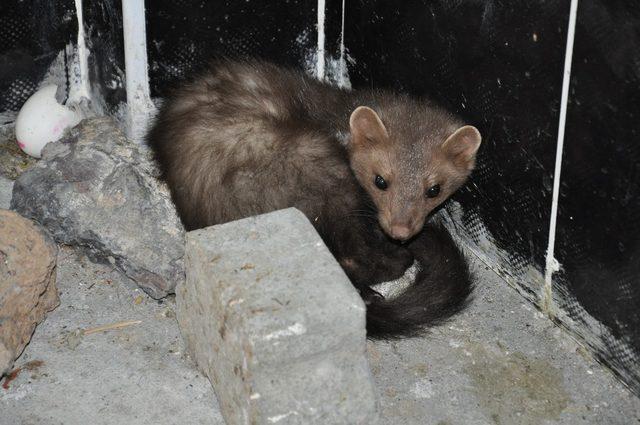 Kars’ta tedavisi tamamlanan Kaya Sansarı doğaya bırakıldı