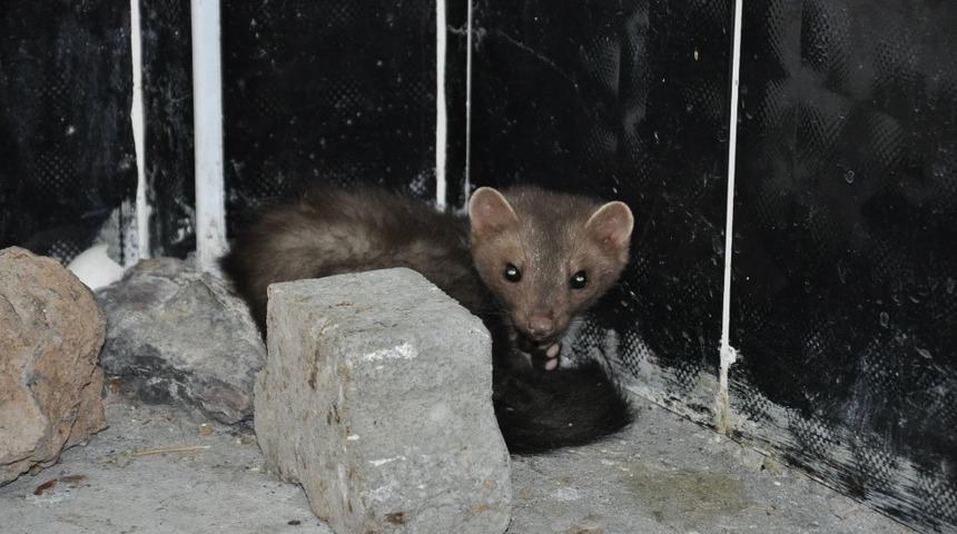 Kars&rsquo;ta tedavisi tamamlanan Kaya Sansarı doğaya bırakıldı