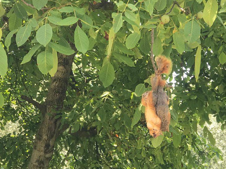 Sincapları öldürüp ağaca astılar G4