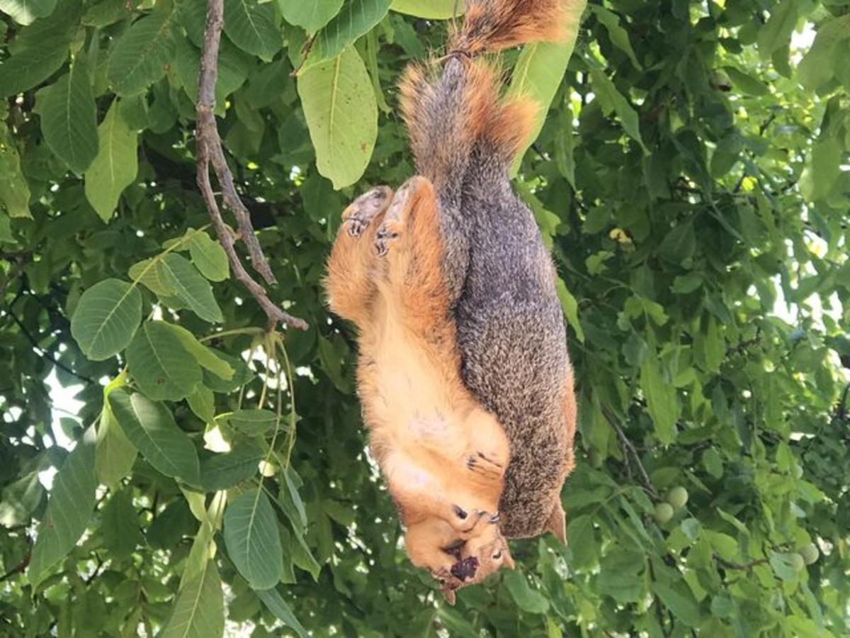 Sincapları &ouml;ld&uuml;r&uuml;p ağaca astılar