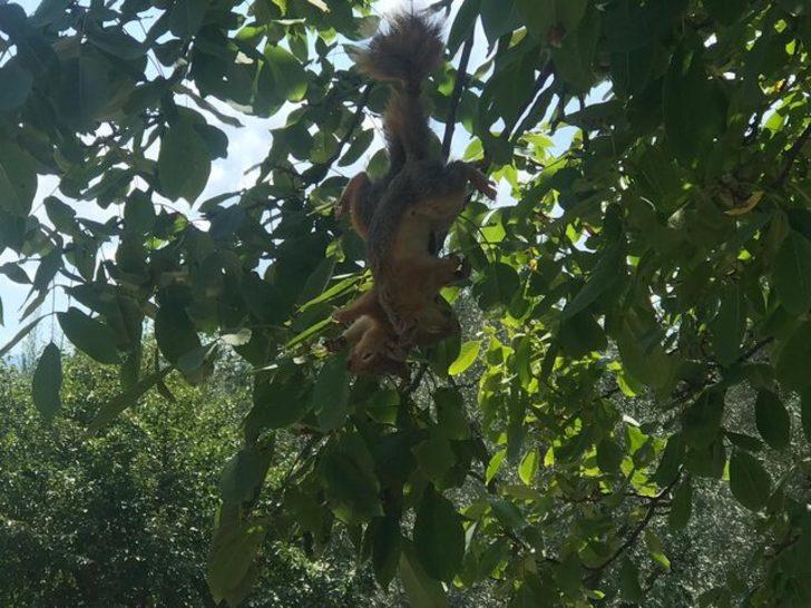 Sincapları öldürüp ağaca astılar G1