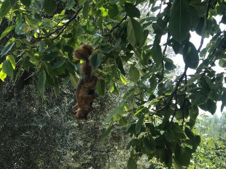 Sincapları öldürüp ağaca astılar G2