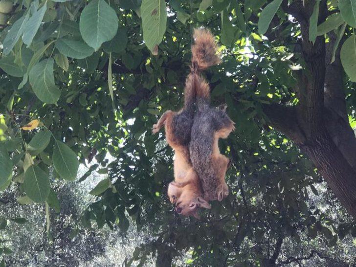 Sincapları öldürüp ağaca astılar G3