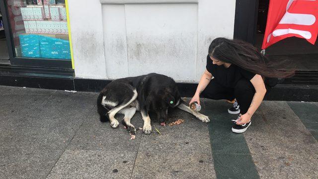 Taksim'de köpek saldırısı: 2 turist yaralandı