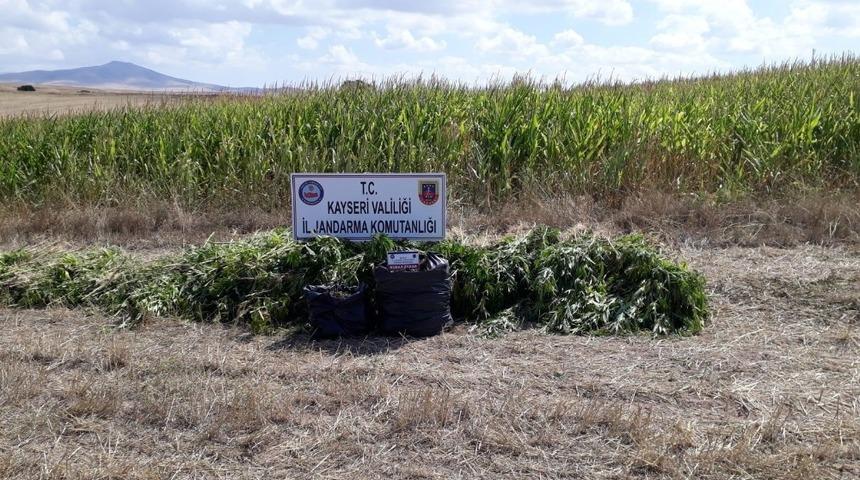 Kayseri&rsquo;de 11 bin k&ouml;k Hint keneviri ele ge&ccedil;irildi