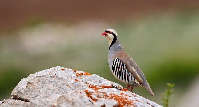 Ordu’da bin kınalı keklik doğaya salındı