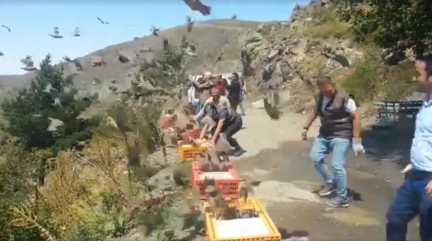 Ordu’da bin kınalı keklik doğaya salındı