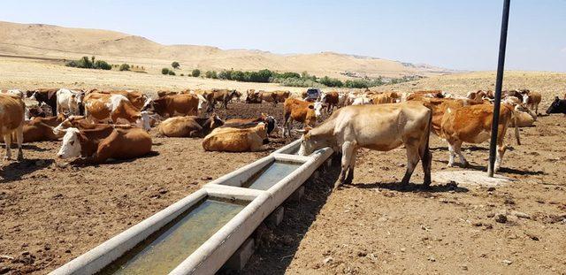 Hayvanların su ihtiyacı güneş enerjisinden