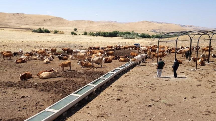 Hayvanların su ihtiyacı g&uuml;neş enerjisinden