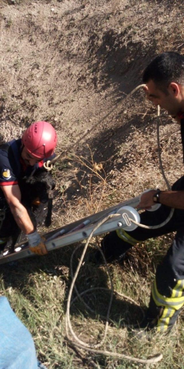 Kuyuya düşen köpeği itfaiye kurtardı