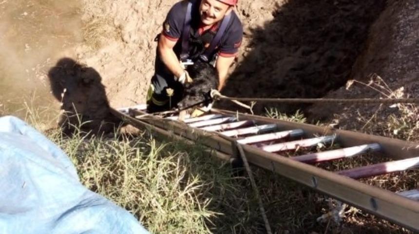 Kuyuya d&uuml;şen k&ouml;peği itfaiye kurtardı