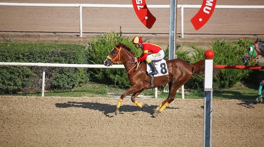 Sultansuyu Harası Kupaları toplamaya devam ediyor